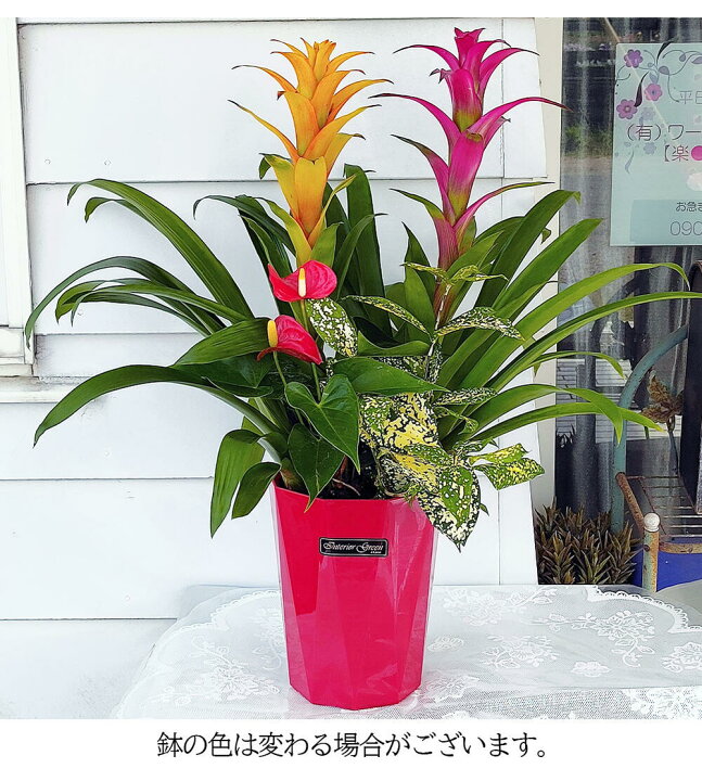 楽天市場 遅れてごめんね 最短発送 母の日 鉢花ギフト 花 プレゼント グズマニア ミックスカラー 寄せ植え 7号 地域限定送料無料 アンスリウム 斑入り葉 フラワーギフト 誕生日 お祝い 贈答 鉢植え 祖母 おばあちゃん 祖父 おじいちゃん 観葉植物 引っ越し祝い 新築