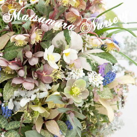 楽天市場 珍しい 花苗の通販