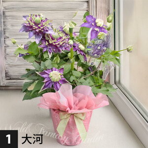 lC N}`XIׂ4 1 5 ԏI肨͂y͂ zClematis h 鐫 ̓ Mtg ꂳebZ ` 60 70 80  Ԕ