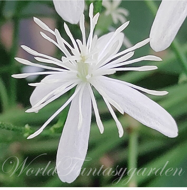 クレマチス 仙人草 5号 5寸 ギフト送料無料 センニン草 ラッピング無料 篭付き 鉢植え 鉢植えの花 50 Off センニン草