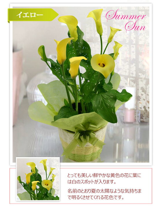 楽天市場 遅れてごめんね 最短発送 母の日 プレゼント 花 鉢植え カラー ５号 鉢花 選べる２種 地域限定送料無料 花 プレゼント 鉢植え ギフト 花鉢 鉢花 お花 贈答 マザーズディ お母さん 義母 22mom ハッピーガーデン
