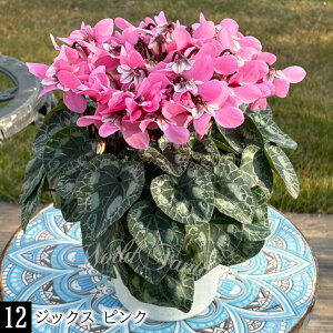 _500~OFFN[|s 12/3`^@蕨 Mtg v[g  VN 4`5 15킩Iׂ ԏȂ߁y͂ zCyclamen persicum   Ε Ԕ TN\E