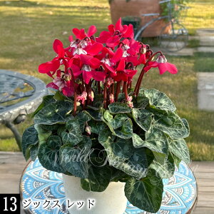 _390~N[|s^ 蕨 Mtg v[g  VN 4`5 15킩Iׂ ԏȂ߁y͂ zCyclamen persicum   Ε Ԕ TN\Ei1212j