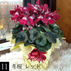 蕨 Mtg v[g  󂠂 VN 5`6 10킩Iׂ ԏȂ߁y͂ zCyclamen persicum   Ε Ԕ TN\E