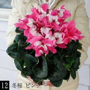 蕨 Mtg v[g  󂠂 VN 5`6 10킩Iׂ ԏȂ߁y͂ zCyclamen persicum   Ε Ԕ TN\E