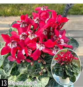 _500~OFFN[|s 12/3`^@蕨 Mtg v[g  VN 4`5 15킩Iׂ ԏȂ߁y͂ zCyclamen persicum   Ε Ԕ TN\E