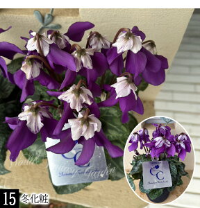 _500~OFFN[|s 12/3`^@蕨 Mtg v[g  VN 4`5 15킩Iׂ ԏȂ߁y͂ zCyclamen persicum   Ε Ԕ TN\E