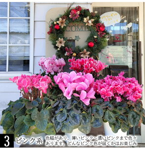 蕨 Mtg v[g  󂠂 VN 5`6 10킩Iׂ ԏȂ߁y͂ zCyclamen persicum   Ε Ԕ TN\E