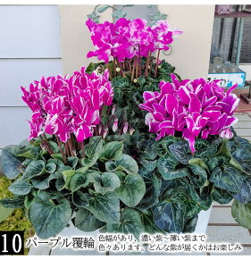 _500~OFFN[|s 12/3`^@蕨 Mtg v[g  VN 5`6 10킩Iׂ ԏȂ߁y͂ zCyclamen persicum   Ε Ԕ TN\E