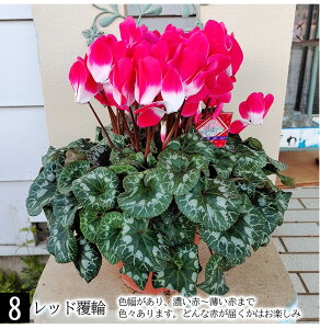 _500~OFFN[|s 12/3`^@蕨 Mtg v[g  VN 4`5 15킩Iׂ ԏȂ߁y͂ zCyclamen persicum   Ε Ԕ TN\E