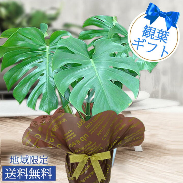モンステラ 観葉植物 6号 開店祝い お誕生日 新築祝い 父の日 開店記念セール