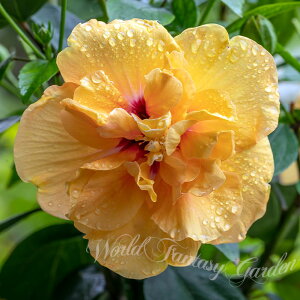 _܂ƂߔN[|s^ Mtg   _~ɂŊJԂ^nCrXJXnCrXJXOCt Iׂ 1 5y[ n著zHibiscus A  t K