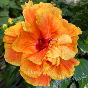 _܂ƂߔN[|s^ Mtg   _~ɂŊJԂ^nCrXJXnCrXJXOCt Iׂ 1 5y[ n著zHibiscus A  t K