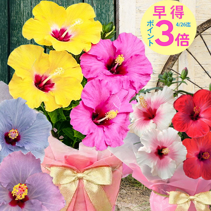 楽天市場】母の日 早得 ギフト 花 プレゼント 鉢花 珍しい 