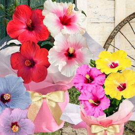 花 ギフト ハイビスカス ロングライフ 2色植え 選べる11品種 5号鉢【即納・地域限定送料無料】長く咲く 珍しい花鉢 冬も咲く花　冬も室内で楽しめる プレゼント 祖母 祖父 60代 70代 80代 誕生日 2026kr