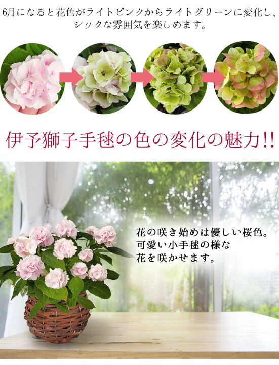 楽天市場 花苗 夏 紫陽花 伊予獅子手毬 花無し苗でお届け 1鉢 4号 通年販売 取置 Hydrangea Macrophylla Serrata 伊予獅子てまり いよししてまり 鉢植え あじさい 紫陽花 苗 花の苗 アジサイ 山アジサイ 耐寒性低木 落葉樹 庭木 生け垣 盆栽 ハッピーガーデン