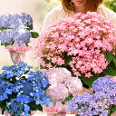 母の日 遅れてごめんね お花 鉢花 プレゼント 花 紫陽花 5号鉢 西洋紫陽花 鉢植え【お届け中 送料無料】60代 70代 80…