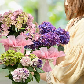ギフト 花 プレゼント 花 アンティーク あじさい 選べる7種 4号 鉢植え【最短発送 送料無料】紫陽花 義母 60代 70代 80代 アジサイ 義母 女性 母 祖母 花鉢 人気 花鉢植え ハッピーガーデン mom2026