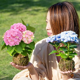 母の日 お花 ギフト 花 珍しい 盆栽 苔玉 あじさい 1株 受け皿付き【先行予約 母の日 期間5/5~5/10 送料無料】60代 70代 80代 紫陽花 アジサイ 鉢植え お花 鉢花 コケダマ こけだま お母さん 義母 母 祖母 花鉢植え プレゼント mom2026