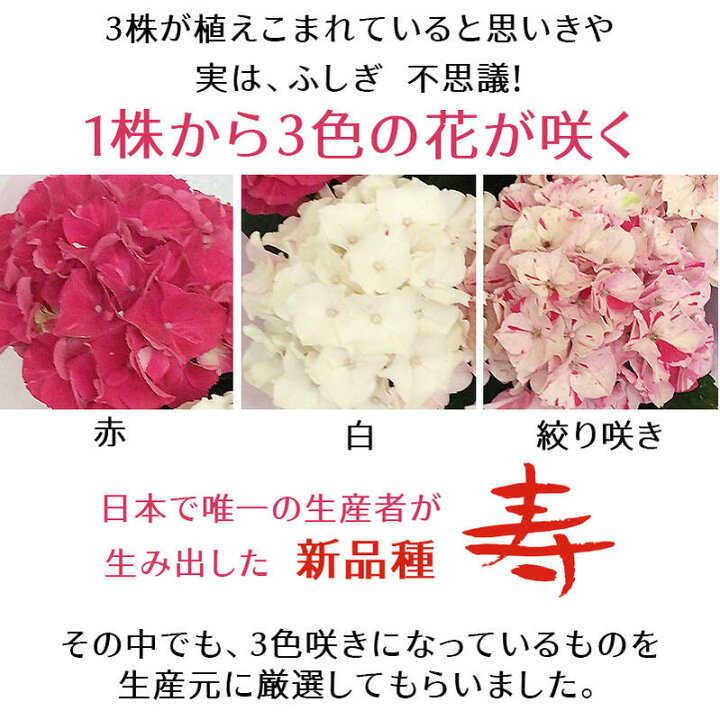 楽天市場】＼早割／ 母の日 ギフト 花 鉢花 珍しい プレゼント 