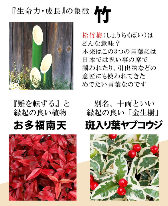 楽天市場 お正月 新春 門松寄せ植え 踊り葉ボタン入り 7号 水仙3球付 お届け中 迎春 謹賀新年 踊り葉ボタン お多福南天 葉牡丹 正月飾り 玄関 門松 正月 花 お年賀 ギフト 贈り物 松 竹 梅 ヤブコウジ 黒松 アセビ ビオラ ハッピーガーデン