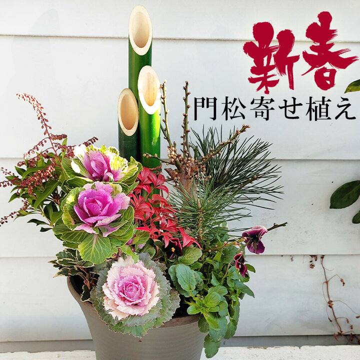 楽天市場 お正月 新春 門松寄せ植え 踊り葉ボタン入り 7号 水仙3球付 お届け中 迎春 謹賀新年 踊り葉ボタン お多福南天 葉牡丹 正月飾り 玄関 門松 正月 花 お年賀 ギフト 贈り物 松 竹 梅 ヤブコウジ 黒松 アセビ ビオラ ハッピーガーデン
