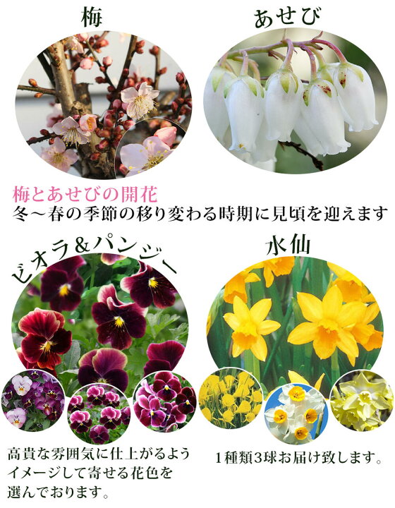 楽天市場 お正月 新春 門松寄せ植え 7号 水仙3球付 先行予約 迎春 謹賀新年 葉ボタン お多福南天 葉牡丹 正月飾り 玄関 門松 正月 花 お年賀 ギフト 贈り物 松 竹 梅 ヤブコウジ 黒松 アセビ ビオラ ハッピーガーデン 楽天市場 お正月 新春 門松寄せ植え 7号 水仙3球付 先行予約 迎春 謹賀新年 葉ボタン お多福南天 葉牡丹 正月飾り 玄関 門松 正月 花 お年賀 ギフト 贈り物 松 竹 梅 ヤブコウジ 黒松 アセビ ビオラ ハッピーガーデン