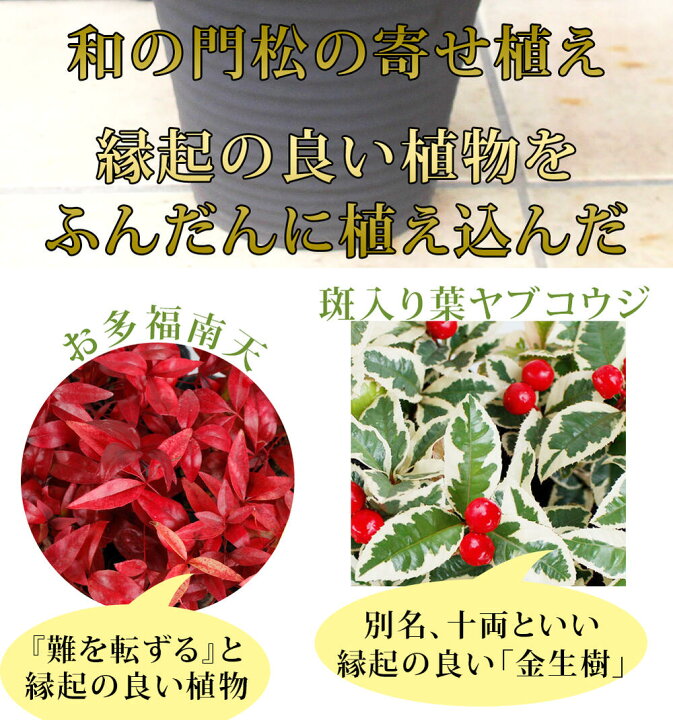8580円 大規模セール 門松 お正月 松 竹 梅 葉牡丹寄せ植え 高さ80cm