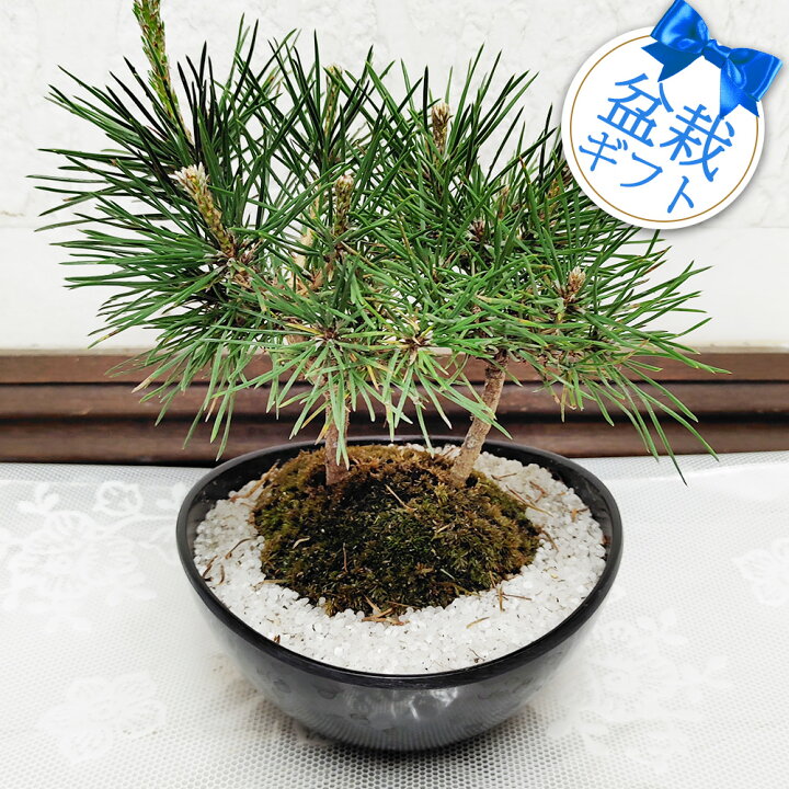 楽天市場】最短発送 花 鉢植え プレゼント 盆栽 黒松 1鉢【お届け中  