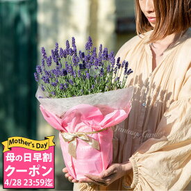 ＼母の日 早割 ／ プレゼント 花 鉢植え イングリッシュラベンダー 1鉢 4～5号 選べる2種【母の日期間5月7日～5月12日 地域限定送料無料】Lavandula angustifolia 母の日ギフト 鉢花 花鉢 ギフト アロマ ハーブ 癒し 鉢植え お母さん 2024mom