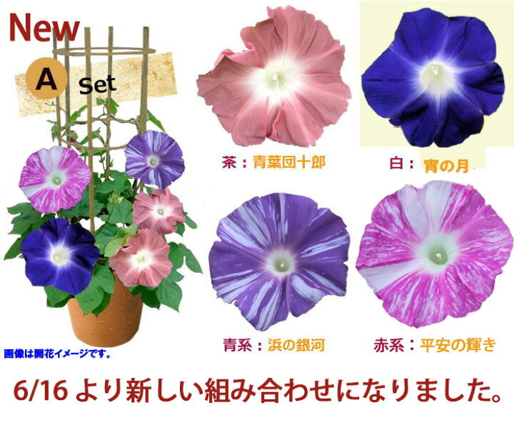 楽天市場 あす楽 遅れてごめんね父の日 花 鉢植え 珍しい団十郎入り 4色植え 朝顔 行灯仕立て 6号1鉢 選べる4種 即納 あす楽 地域限定 送料無料 あさがお アサガオ 入谷 朝顔 鉢花 御中元 誕生日 父 緑のカーテン グリーンカーテン 七夕 朝顔市 お中元 ギフト