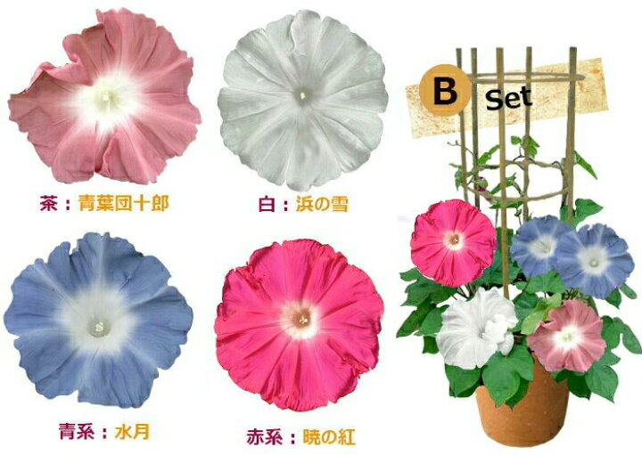 楽天市場 父の日 花 鉢植え 珍しい団十郎入り 4色植え 朝顔 行灯仕立て 6号1鉢 選べる4種 先行予約 父の日期間6月14日 19日お届け 地域限定送料無料 あさがお アサガオ 入谷 朝顔 鉢花 御中元 誕生日 父 緑のカーテン グリーンカーテン 七夕 朝顔市 ギフト 22fd