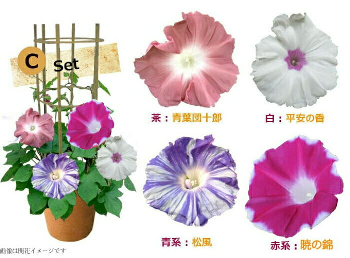 大決算セール 遅れてごめんね 父の日 花 鉢植え 珍しい団十郎入り 4色植え朝顔 行灯仕立て 6号1鉢選べる4種 最短発送中 地域限定送料無料 22fd Zurique Com Br