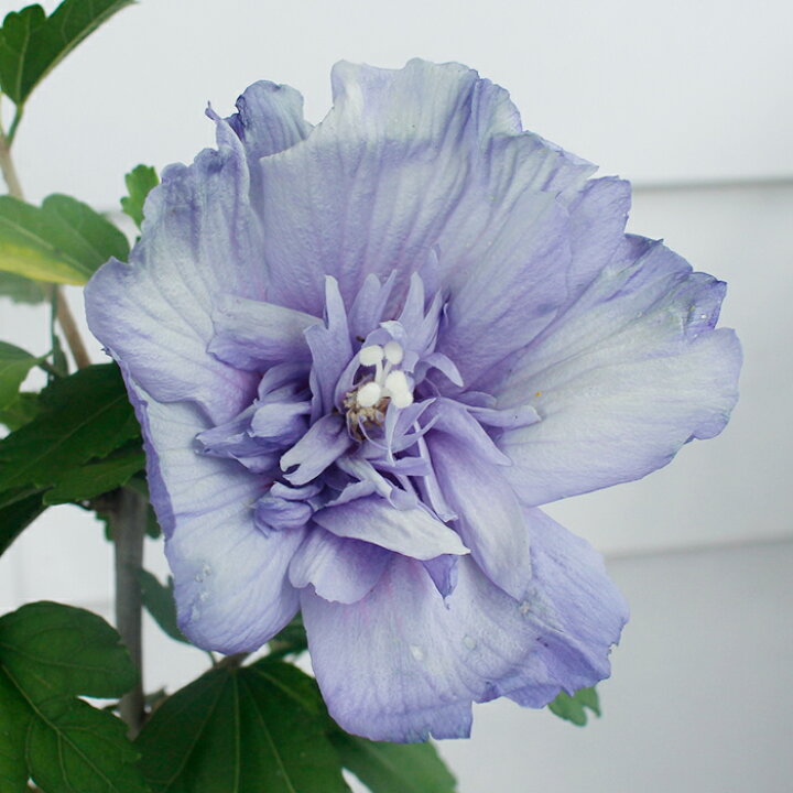楽天市場 花木 ローズオブシャロン 青いシフォン 4 5号 お届け中 Hibiscus Syriacus 鉢植え アオイ フヨウ 庭木 落葉性 桃花 花が咲く木 花 八重咲き ガーデン ガーデニング ヒビスクス ハイビスカス 木槿 ムクゲ むくげ ハッピーガーデン