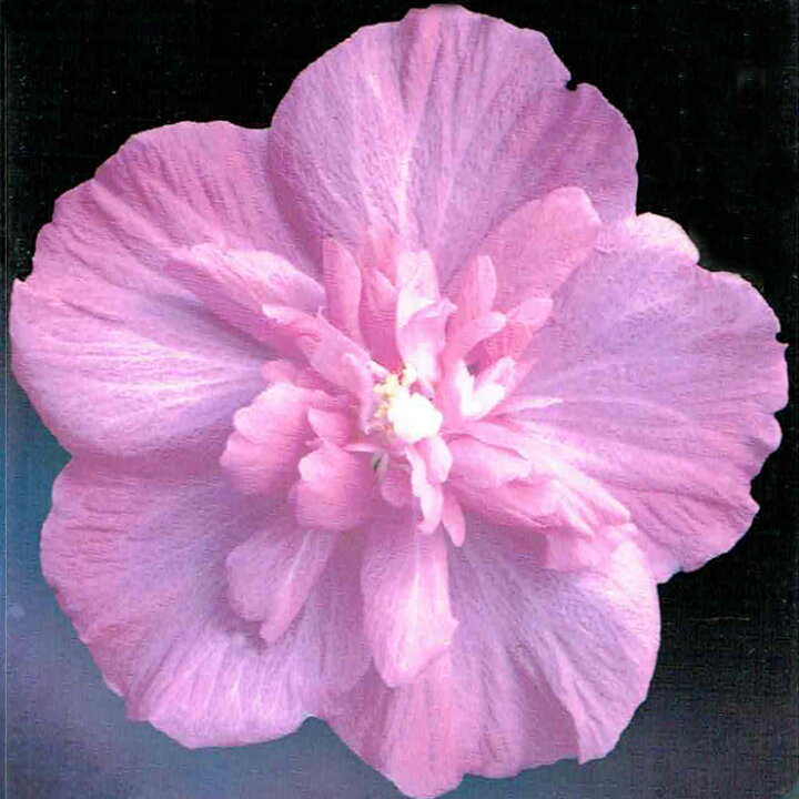 楽天市場 花木 ローズオブシャロン ラズベリー 4 5号 お届け中 Hibiscus Syriacus 鉢植え アオイ フヨウ 庭木 落葉性 桃花 花が咲く木 花 八重咲き ガーデン ガーデニング ヒビスクス ハイビスカス 木槿 ムクゲ むくげ ハッピーガーデン