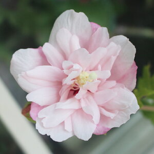 Ԗ NQ [YIuV Xgx[ 5y͂zHibiscus syriacus A AIC tE  t  Ԃ炭  d炫 K[f K[fjO qrXNX nCrXJ