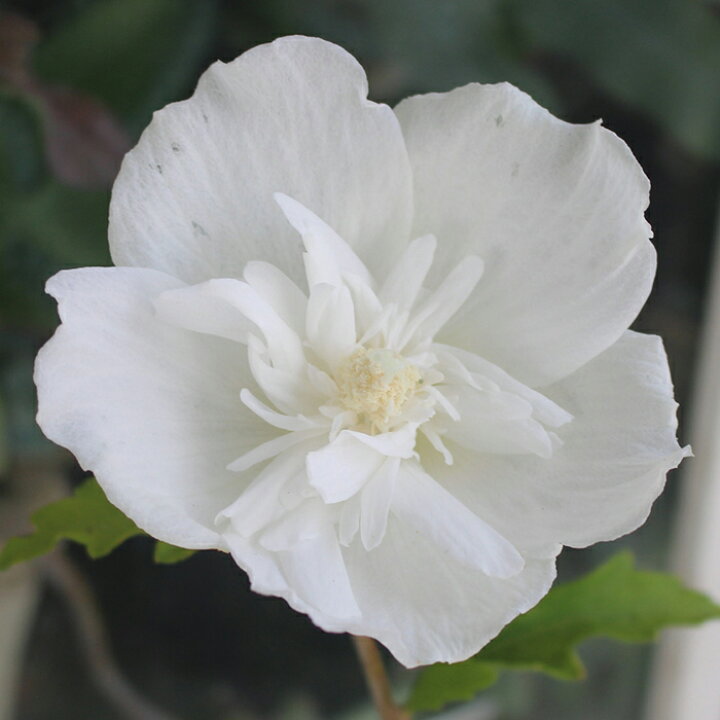 楽天市場 ムクゲ ホワイトシフォン 5号ポット 鉢植え Hibiscus Syriacus Whitechiffon 花木 庭木 夏苗 低木 木槿 むくげ 木 八重 アオイ科 フヨウ属白花 木 庭木 ステータス 販売中 ハッピーガーデン