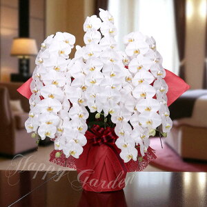 Mtg Ԕ Ӓ   Iׂށy͂  ͂szPhalaenopsis aphrodite j JXj JƏj a ij ACj h]j LO  v[g 