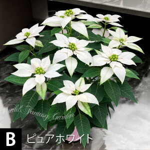 ԃMtg Tg[t[Y vZ`A Ԕ _ꑫNX}XMtgɐlC HMtg^ Iׂ5F 5 |CZ`A Ay͂  bsO &bZ[W