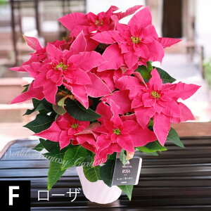 ԃMtg Tg[t[Y vZ`A Ԕ _ꑫNX}XMtgɐlC HMtg^ Iׂ5F 5 |CZ`A Ay͂  bsO &bZ[W