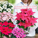 花ギフト サントリーフラワーズ プリンセチア 花鉢 ＼一足早いクリスマスギフトに人気 秋ギフト／ 選べる5色 5号鉢 ポインセチア 鉢植え【お届け中 お取り寄せ 無料ラッピング &メッセージカード】フラワーギフト 誕生日プレゼント 女性 お祝い 冬ギフト お祝い ピンク pink