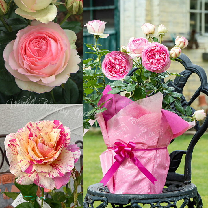 楽天市場】＼最短／ 花 つる 大輪 薔薇 ツルバラ ピエールドゥ 