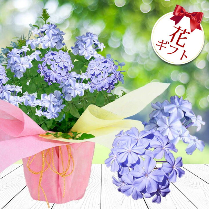 楽天市場 秋の贈り物 花鉢 ギフト 花 プレゼント ルリマツリ 青花 1鉢 5号 鉢植え 即納 地域限定 送料無料 フラワーギフト Plumbago Auriculata 誕生日 母 祖母 女性 鉢花 定年 退職祝い 送別会 記念日 還暦祝い 古希祝い 喜寿祝い 21kr ハッピーガーデン 楽天市場 秋の贈り物 花鉢 ギフト 花 プレゼント ルリマツリ 青花 1鉢 5号 鉢植え 即納 地域限定 送料無料 フラワーギフト Plumbago Auriculata 誕生日 母 祖母 女性 鉢花 定年 退職祝い 送別会 記念日 還暦祝い 古希祝い 喜寿祝い 21kr ハッピーガーデン