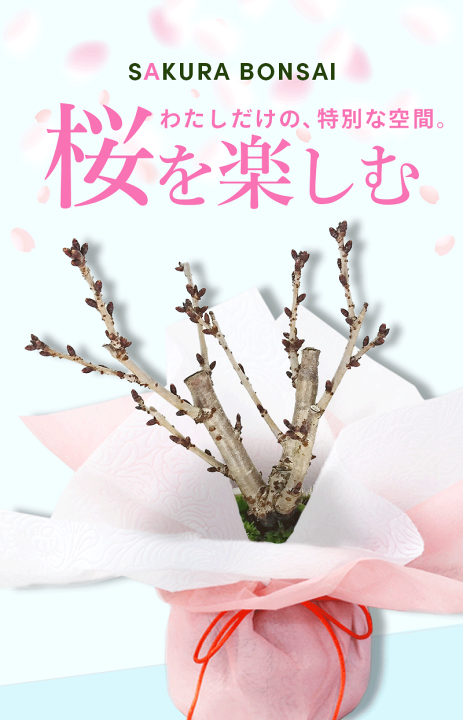 サクラの国の魔法使い瑞花PR4枚セット サクラの国の魔法使い 瑞花 2枚セット - メルカリ