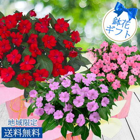 楽天市場 花鉢の通販