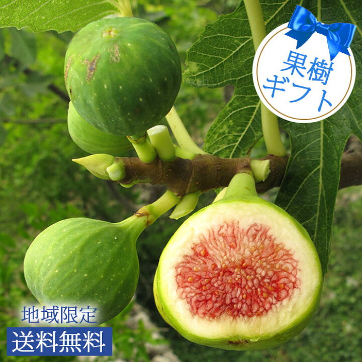 楽天市場 敬老の日 果樹 プレゼント ギフト 珍しい イチジクの木 6号鉢選べる3種 鉢植え 即納 地域限定送料無料 白イチジク ホワイトスキア 大きな実が出来る バローネ ギフト プレゼント 果樹木 祖父 誕生日 父 22kr ハッピーガーデン