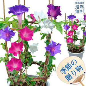 鉢植え 花 夏の人気商品 通販 価格比較 価格 Com