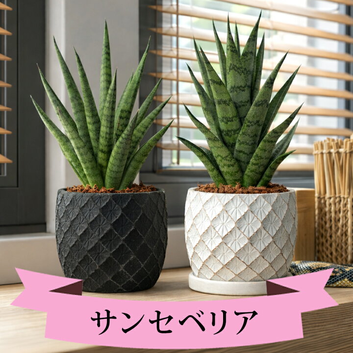 楽天市場】観葉植物 ギフト サンセベリア 8種から選べる 1鉢 おしゃれ 