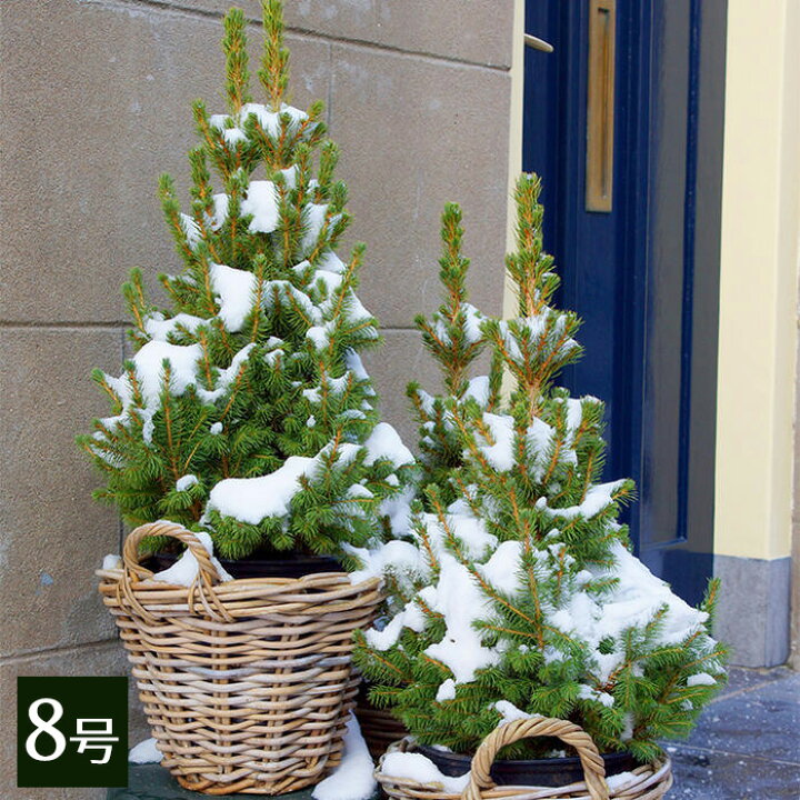 楽天市場 クリスマスツリー モミの木 ドイツトウヒ 8号鉢 お届け中 同梱不可 ドイツトウヒツリー プラ鉢でお届け 地域限定送料無料 同梱不可 ハッピーガーデン