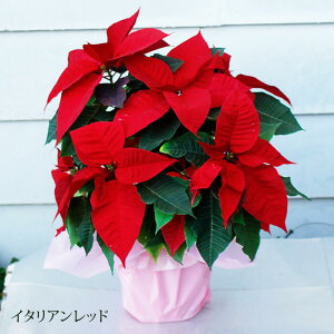 _500~OFFN[|s 12/3`^ Mtg  |CZ`A Iׂ2F 5 y͂z a n@ bZ[WJ[h C^Abh Of[